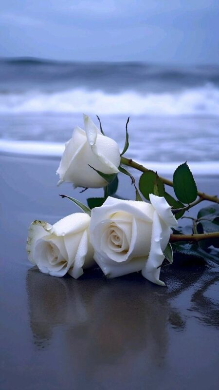 Three white roses lying on a reflective surface with a blurred blue background.